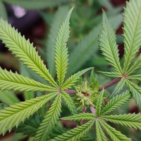 Mimosa Evo growlog photo: Fleur