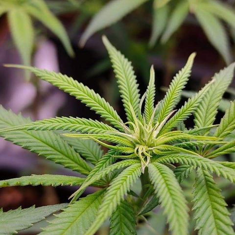 Mimosa Evo growlog photo: Fleur
