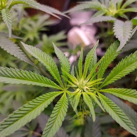 Mimosa Evo growlog photo: Fleur