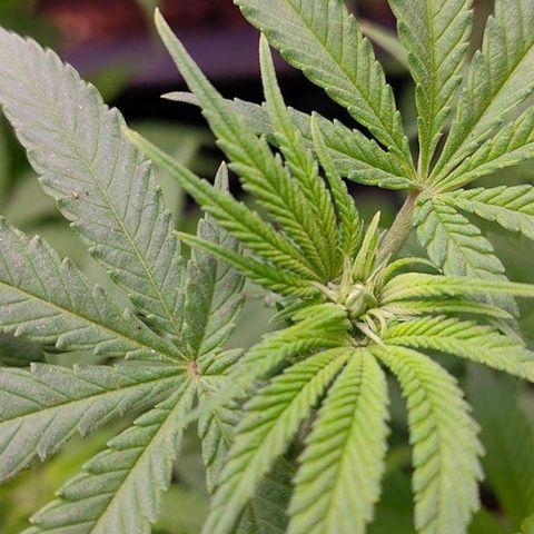 Mimosa Evo growlog photo: Fleur