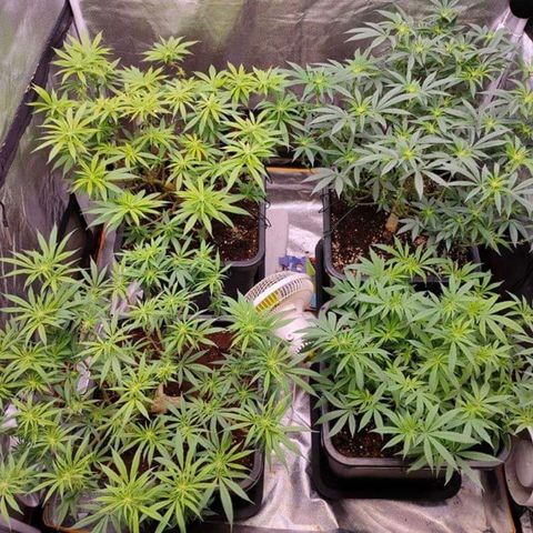Mimosa Evo growlog timeline photo