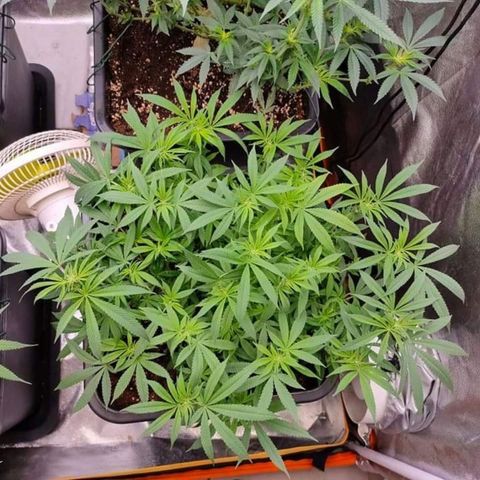 Mimosa Evo growlog timeline photo