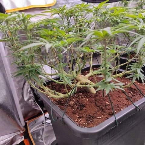 Mimosa Evo growlog timeline photo