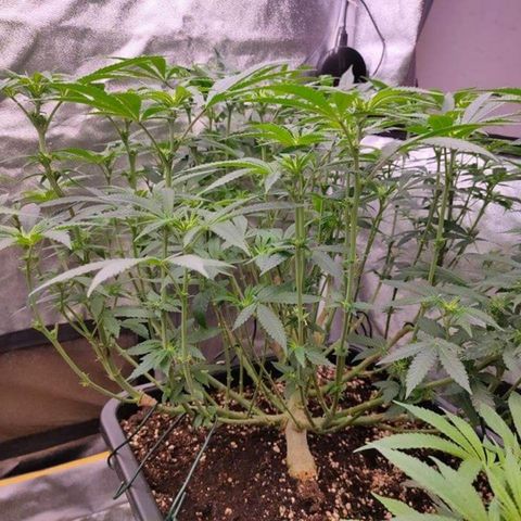Mimosa Evo growlog timeline photo