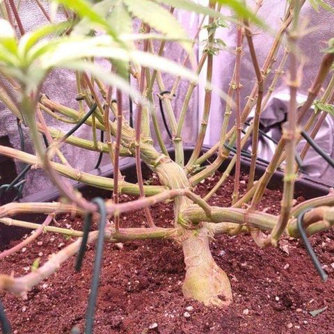 Mimosa Evo growlog timeline photo