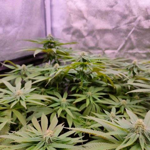 Mimosa Evo growlog timeline photo