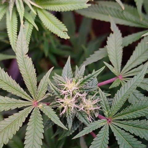 Mimosa Evo growlog timeline photo