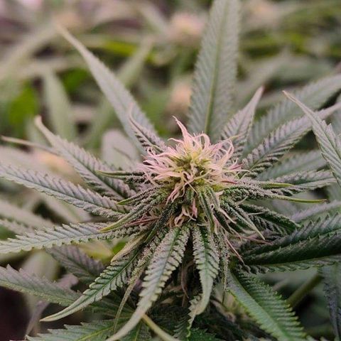 Mimosa Evo growlog timeline photo