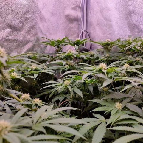 Mimosa Evo growlog timeline photo