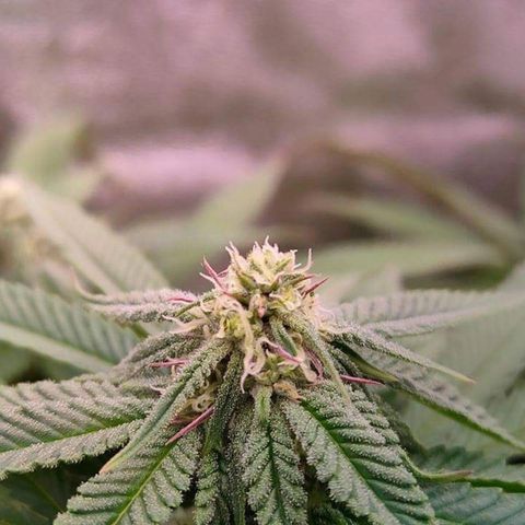 Mimosa Evo growlog timeline photo