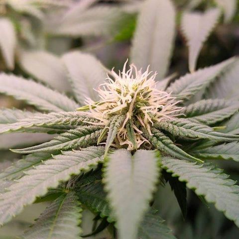 Mimosa Evo growlog timeline photo
