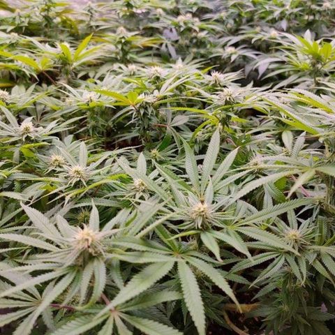 Mimosa Evo growlog timeline photo
