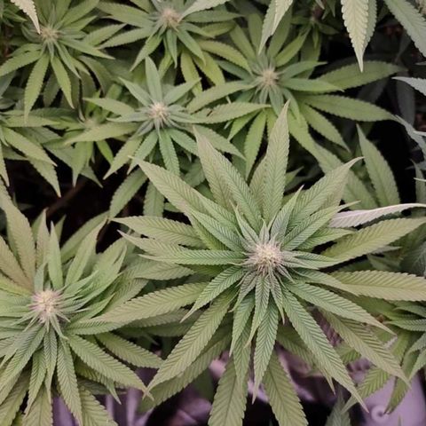 Mimosa Evo growlog timeline photo
