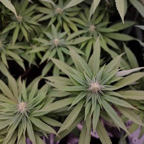 Mimosa Evo growlog timeline photo