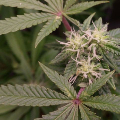 Mimosa Evo growlog timeline photo