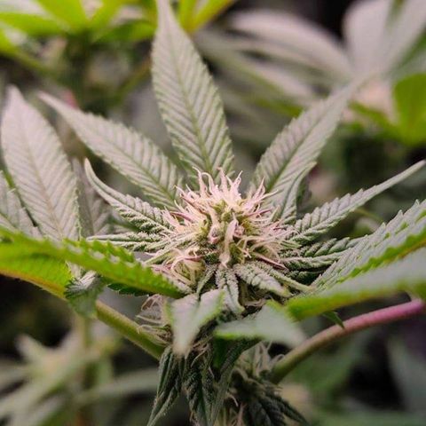 Mimosa Evo growlog timeline photo