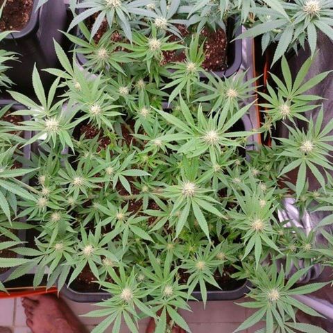 Mimosa Evo growlog timeline photo