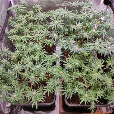 Mimosa Evo growlog timeline photo