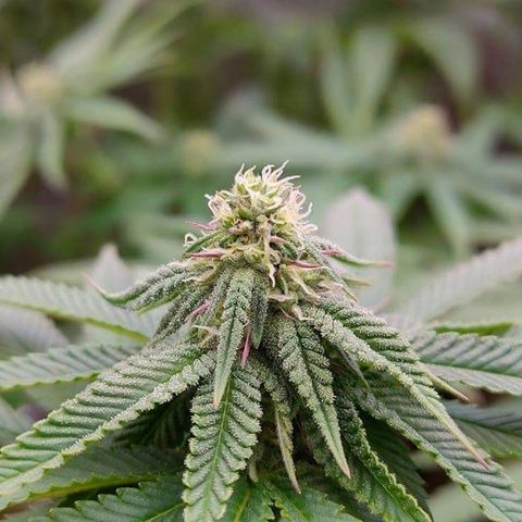 Mimosa Evo growlog timeline photo