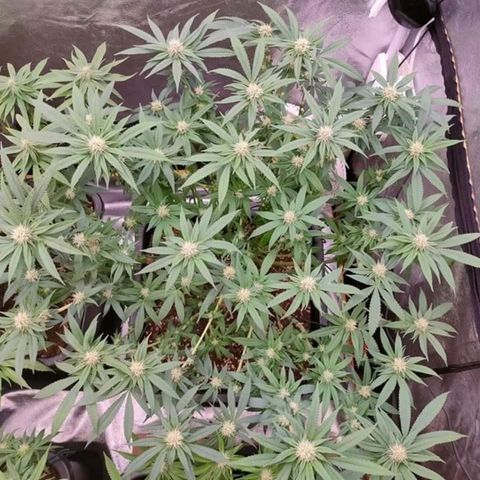 Mimosa Evo growlog timeline photo