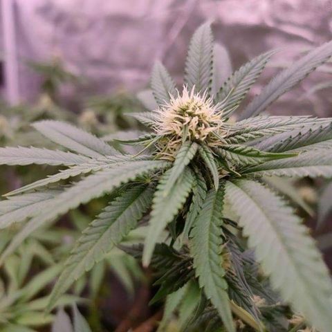 Mimosa Evo growlog timeline photo