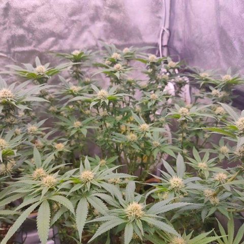 Mimosa Evo growlog timeline photo