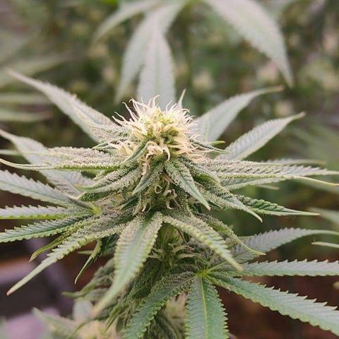 Mimosa Evo growlog timeline photo