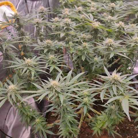 Mimosa Evo growlog timeline photo