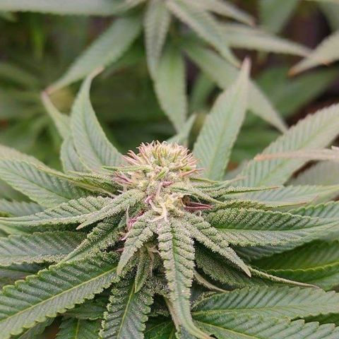 Mimosa Evo growlog timeline photo
