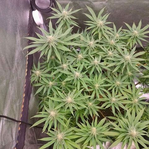 Mimosa Evo growlog timeline photo