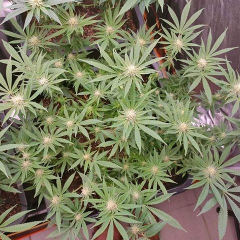 Mimosa Evo growlog timeline photo