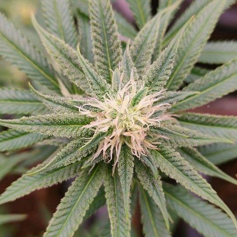 Mimosa Evo growlog timeline photo