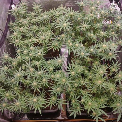 Mimosa Evo growlog timeline photo