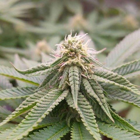 Mimosa Evo growlog timeline photo