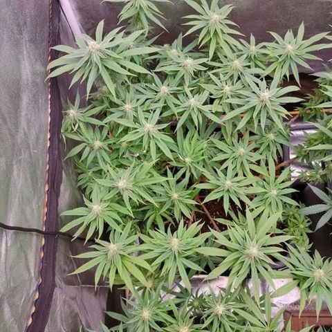 Mimosa Evo growlog timeline photo