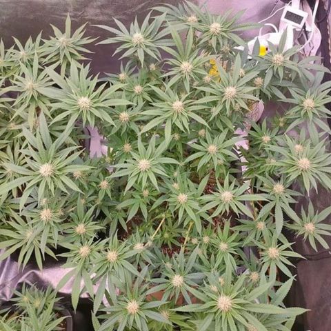 Mimosa Evo growlog timeline photo