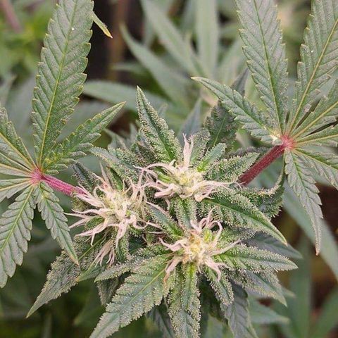 Mimosa Evo growlog timeline photo