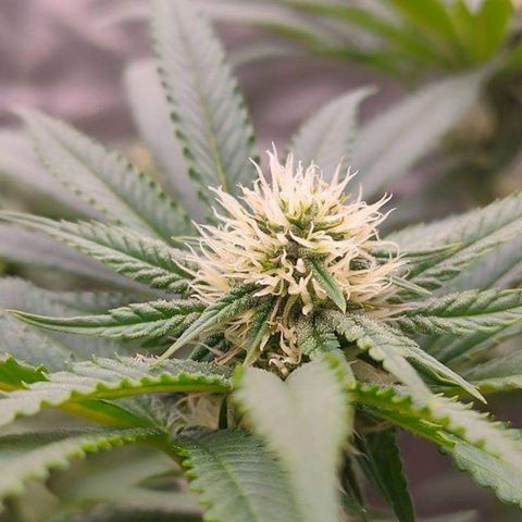 Mimosa Evo growlog timeline photo