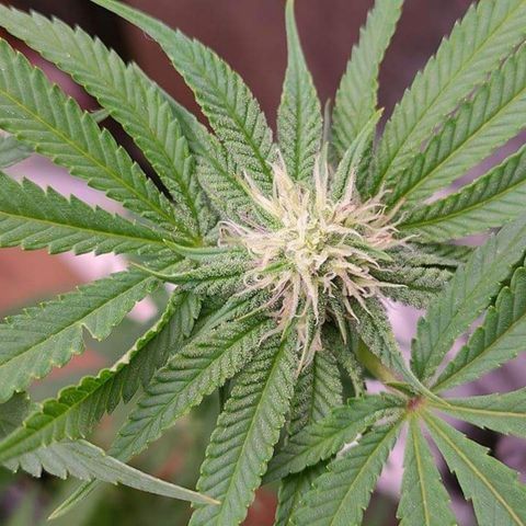 Mimosa Evo growlog timeline photo