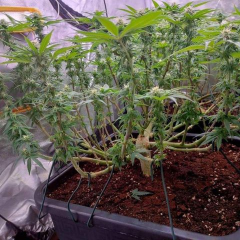 Mimosa Evo growlog timeline photo