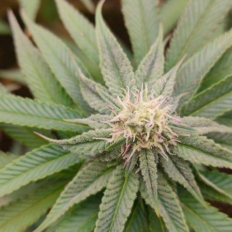 Mimosa Evo growlog timeline photo