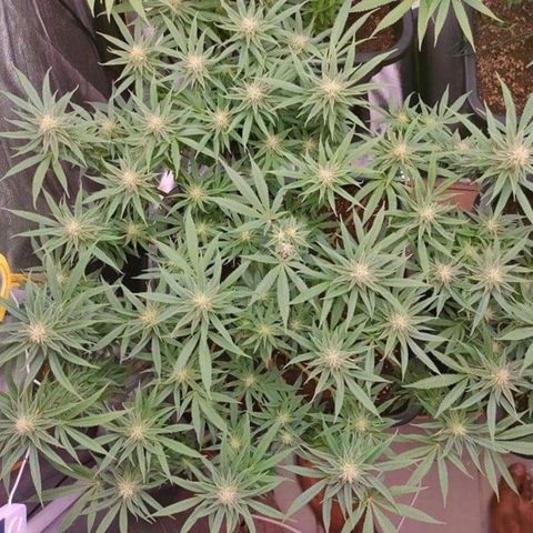Mimosa Evo growlog timeline photo