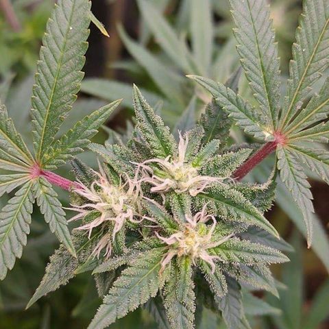 Mimosa Evo growlog timeline photo