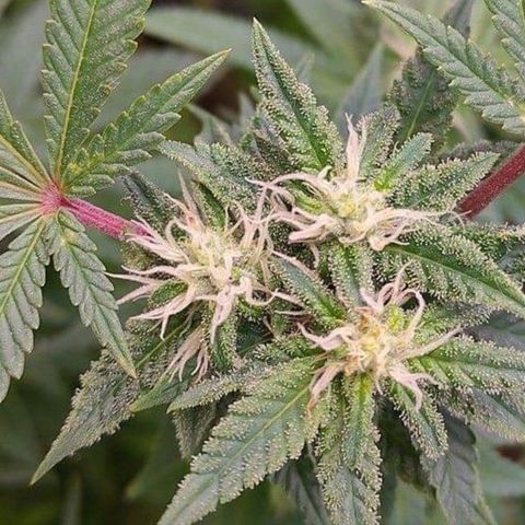 Mimosa Evo growlog timeline photo