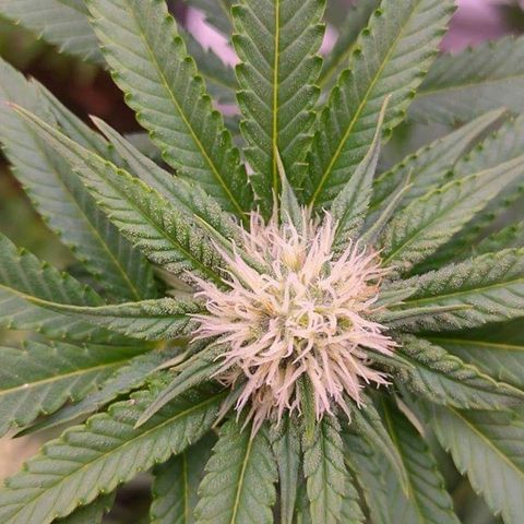 Mimosa Evo growlog timeline photo