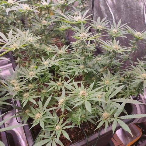 Mimosa Evo growlog timeline photo
