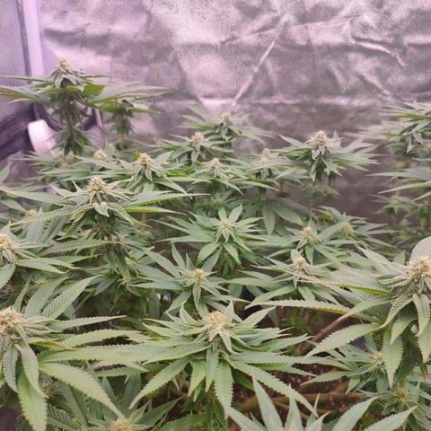 Mimosa Evo growlog timeline photo