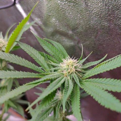 Mimosa Evo growlog timeline photo