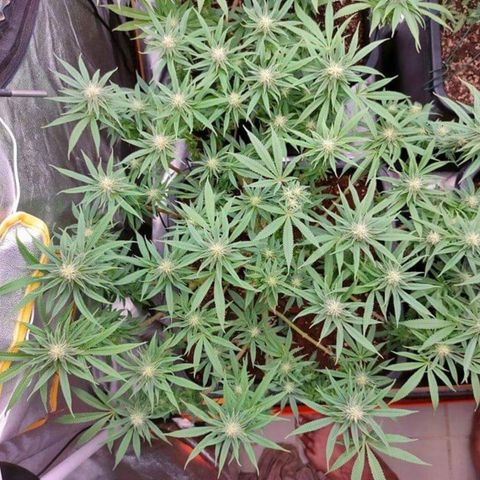Mimosa Evo growlog timeline photo