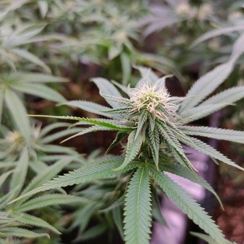 Mimosa Evo growlog timeline photo